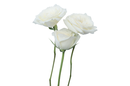 PayPayカードの審査に関するまとめを象徴する3本の白い薔薇のイメージ