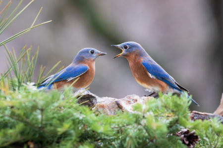 2羽の鳥が並んでいる写真
楽天カードの「一時増額」と「恒常増額」という2種類の枠の違いをイメージさせるビジュアル